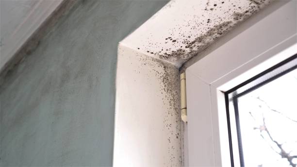 Best Mold Removal Company Near Me  in Shady Shores, TX