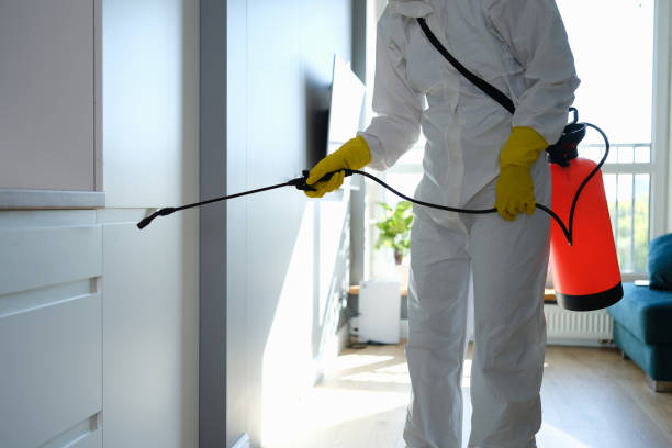 Best Commercial Mold Removal  in Shady Shores, TX