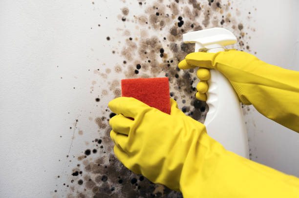 Best Toxic Mold Removal  in Shady Shores, TX