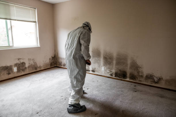 Best Crawl Space Mold Removal  in Shady Shores, TX