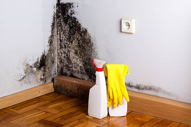 Best Local Mold Removal Service  in Shady Shores, TX