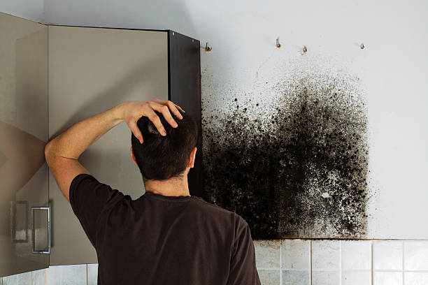 Best Certified Mold Removal  in Shady Shores, TX