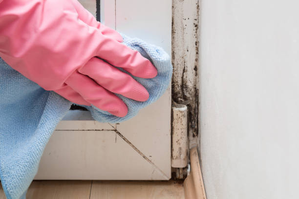 Best Professional Mold Removal  in Shady Shores, TX